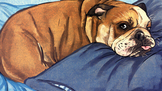 Bulldog Portrait
